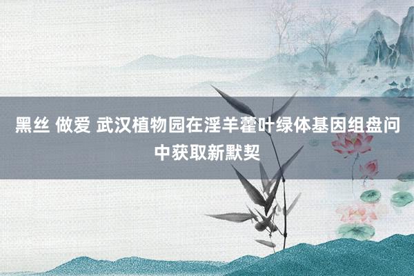 黑丝 做爱 武汉植物园在淫羊藿叶绿体基因组盘问中获取新默契